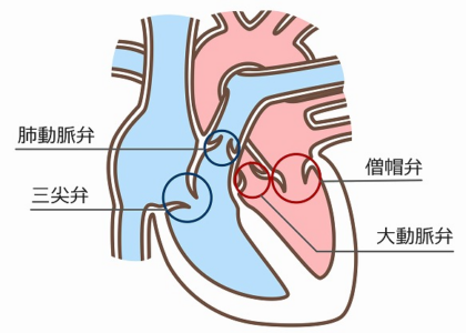 心臓の4つの弁の構造